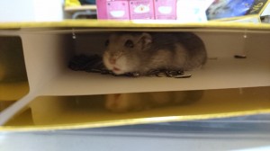 殿2