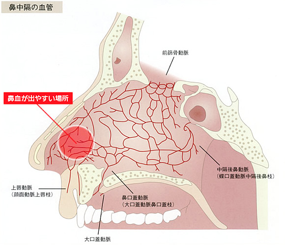 鼻中隔の血管